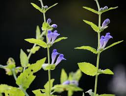 Image result for Scutellaria schweinfurthii