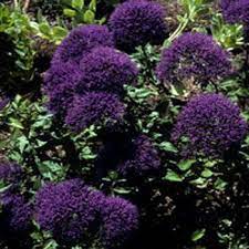 Trachelium Seeds Blue Throatwort Flower Seed Flower Seeds Garden Seeds Seeds