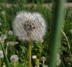 Pokok semalu,kaktus dan pokok ros mempunyai duri.durinya yang. Taraxacum Coltsfoot Rambut Halus Tanaman Berbulu Ibu Dan Ibu Tiri Rambut Dandelion Perbungaan Dandelion Menanam Bunga Kesegaran Pxfuel