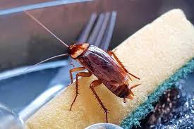 Eliminate these three attractants, and the cockroaches will eventually move on to a more hospitable environment. Blog Are Cockroaches Still A Problem For Houston Homeowners In The Winter