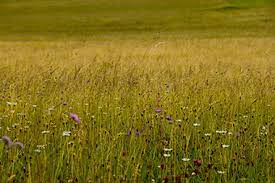 Kauf auf rechnung schneller versand jetzt bestellen! Sortimente Und Mischungen Blumenwiese Hof Berg Garten