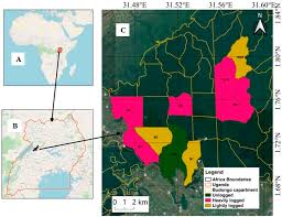 Image result for Lasiodiscus pervillei