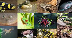 Reptiles and amphibians are popular pets for many reasons. 12 Awesome Pet Amphibians Reptile Centre