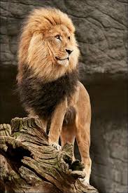 Majestic Lion Http Pinstor Us Articles African Lion Facts The Sub Saharan Big Cats S Izobrazheniyami Fotografii Zhivotnyh Bolshie Koshki Mlekopitayushie