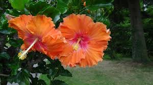 Deshalb gefährdet man mit einem schnitt auch keine blütenbildung. Hibiskus So Wird Er Richtig Beschnitten 2021