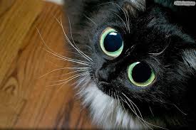 We did not find results for: Big Eyed Cat Begging Cats With Big Eyes Cat Furry Cats