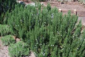 Image result for Rosmarinus officinalis