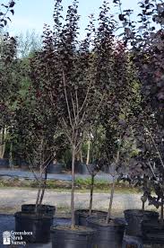 Maybe you would like to learn more about one of these? Prunus Cerasifera Krauter Vesuvius Purple Leaf Plum Greensboro Shrub Nursery