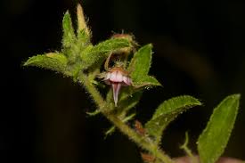 Image result for Hermannia eenii