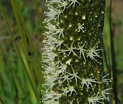 Image result for Xanthorrhoea