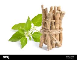 Image result for Withania somnifera