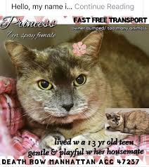 Over 1,700 felines, including seniors and special needs cats, find homes here each year as people in search of new friends visit our welcoming storefront adoption center. Pin On Safe Dogs And Cats