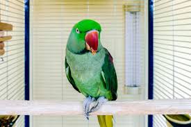 In erster linie profitieren natürlich unsere gefiederten freunde von schönen vogelhäusern. Schone Grune Papagei Zu Hause Leben Vogel Wie Ein Haustier Lizenzfreie Fotos Bilder Und Stock Fotografie Image 67181794