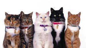 Cat Breeds Information On Breeds Features Of Breeds Kedi Evcil Hayvanlar Hayvanlar