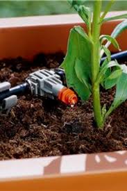 hubo tuintip 4 augustus planten tuintips tuin