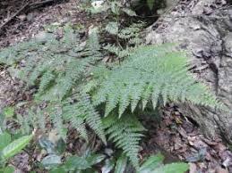 Image result for Microlepia speluncae