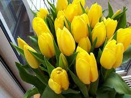 See more ideas about flowers dp, flower images free, flower images. Flower Profile Pics Novocom Top