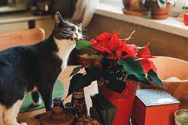 Are cats allergic to poinsettia flowers. Are Poinsettia Plants Poisonous Gardener S Path