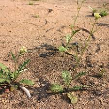 Image result for Erucastrum