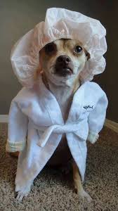Dog With Shower Cap Robe Funny Animal Pictures Cute Animals Funny Animals