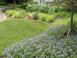 Amsonia Orientalis Blue Ice In The Foreground Photo By Roy Diblik
