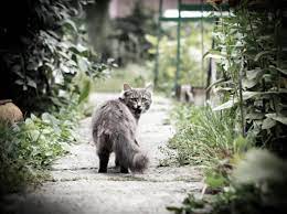 Was Der Katzen Po Uber Die Gesundheit Verrat