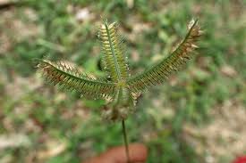 Image result for Dactyloctenium aegyptium