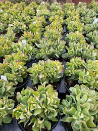 Image result for Crassula alticola