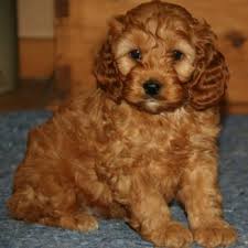 Purebred pups of iowa is your cockapoo puppy breeder, offering cockapoo puppies for sale in iowa, minnesota, illinois and wisconsin! Cute Cockapoos Pet Training Manawa Wi Phone Number