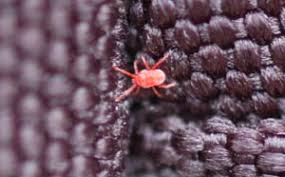 Maybe you would like to learn more about one of these? Clover Mites Clover Mite Control
