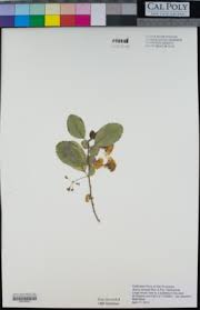 Image result for Bivinia jalbertii