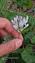 Image result for Astragalus atropilosulus