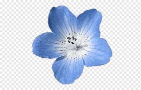 Baby blue light blue flowers images. Light Blue Flowers Png Images Pngwing