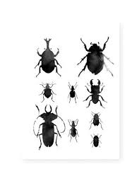 Pin Von Noemi Auf Bugs Mit Bildern Illustration Zeichnungen Kafer Tattoo