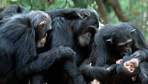 Drones For Good Using Technology To Save African Chimps Chimpanzee Chimp Jungle Animals
