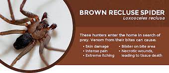 How severe the symptoms are depends on the type of spider, the amount of venom injected and how sensitive your body. How To Get Rid Of Spiders In The House