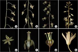 Image result for Drimia indica