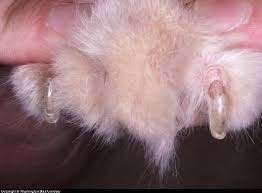 It's common in office workers and employees whose carpal tunnel work injury claims get expensive for insurance companies. Cat Paws