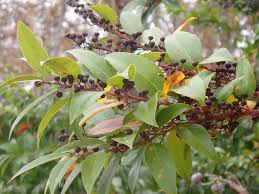 Image result for Agarista