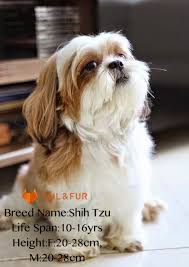 The chihuahua (affectionately called 'chi') may descend either from tiny, hairless chinese dogs or the south american 'techichi', a favored pet which was buried with the deceased in the hope they would lead the way to the afterlife. 13 Famous Long Haired Dog Breeds Around The World