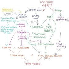 Pin On Anatomy Notes