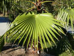 We did not find results for: Washington Palms In Florida Real Estate Chronicleonline Com