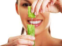 The history of aloe vera dates back to thousands of years ago, greeks regarded aloe vera as the universal panacea and the egyptians called it as the plant of immortality.1. Aloe Vera Gel For Hair The Secret Of Glowing Skin And Shiny Hair Most Searched Products Times Of India