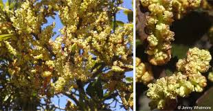 Image result for Myrica pilulifera