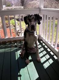 More images for great dane puppy rescue near me » Adopt Bentley On Petfinder Great Dane Dogs Great Dane Rescue Great Dane