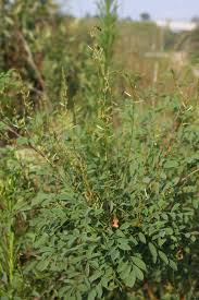 Image result for Indigofera charlieriana