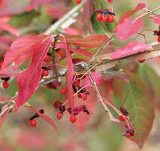 Maybe you would like to learn more about one of these? Winged Burning Bush Euonymus Alatus