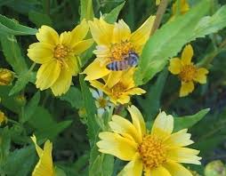 Image result for Guizotia