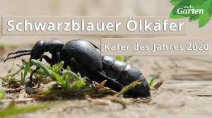 Schwarzblauer Olkafer Kafer Des Jahres 2020 Mdr Garten Youtube