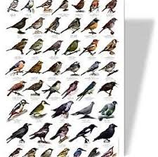 Nature Cards Eco Friendly Games For Children Nature Identification Cards Bird Identification British Birds Identification Nature Kids